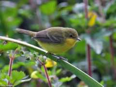 antpitta.com Doradito