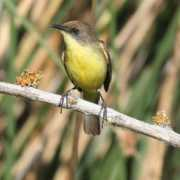 birdingpal.org Doradito