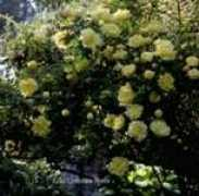 welt-der-rosen.de Dorandi