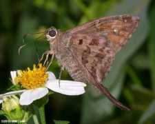 carolinanature.com Dorantes