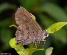 carolinanature.com Dorantes