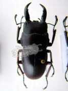 Dorcus