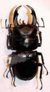 Dorcus