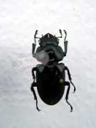 Dorcus