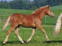 ponys-aus-oberbayern.de Dorello