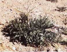 Dorema