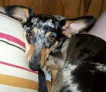 dogbreedinfo.com Dorgi