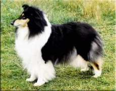 tetatet.kennels.ru Dorines