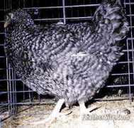 feathersite.com Dorkings