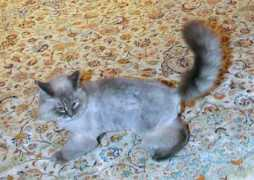 Dorofei