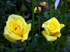 whitebear-rose.jp Dorola