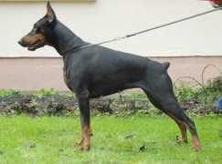 dobermann-review.com Doroteja