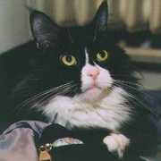 mainereason.nl Dorsai