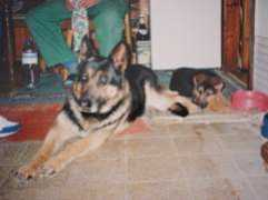 Doryna