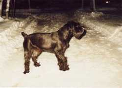 Dotti