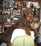 pawfun.com Dotus