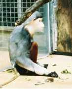 uakari.tripod.com Douc