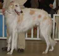 barzoi.be Doudon