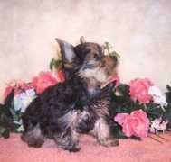fancypoo4u.com Dougia