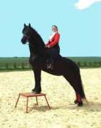 signaturefriesians.com Dounia