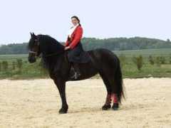 signaturefriesians.com Dounia