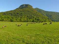 Dovicin
