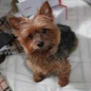 dogster.com Dowdow