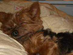 dogster.com Dowdow