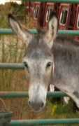 blazesequinerescue.com Dowdy
