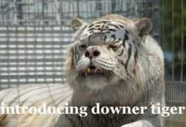 Downer