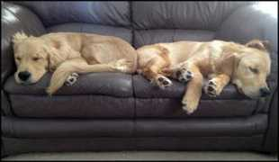 canadasguidetodogs.com Downtoearth