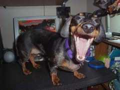 mydachshunds.info Doxi