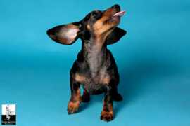 Doxie