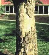 oakwilt.com Dppk