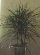 coopext.colostate.edu Dracea