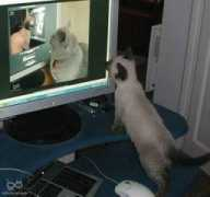 infinitecat.com Draggan