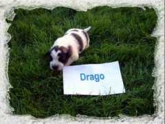 Dragoj