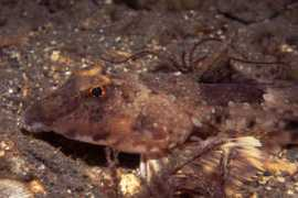 scubatravel.co.uk Dragonet