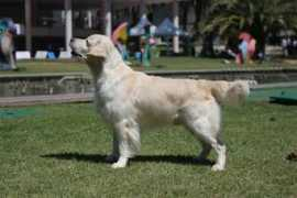 labradors-dog.com Dragou