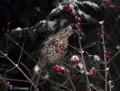 oiseaux.net Draine