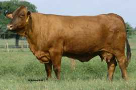l2ranch.com Dreamlady