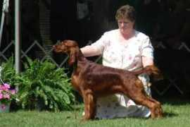 captivakennels.com Dreamme