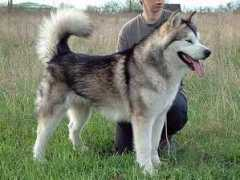 eurodogshows.com Dreghici