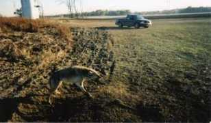 trapperman.com Dreiman