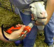 sheep101.info Drench