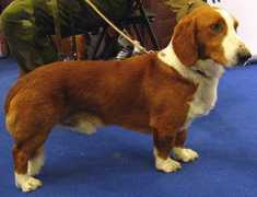 dogsindepth.com Drever