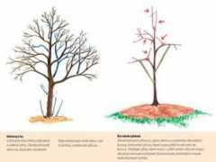 about-garden.com Drevin