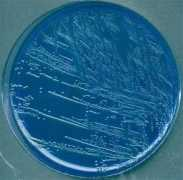 microbes-edu.org Drig