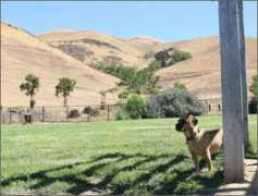 prestonthepuggle.com Drigon