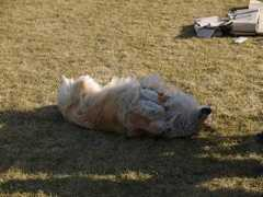 agility-lak.hradok.net Drimo